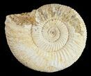 Perisphinctes Ammonite - Jurassic #54259-1